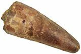 Fossil Spinosaurus Tooth - Real Dinosaur Tooth #310168-1